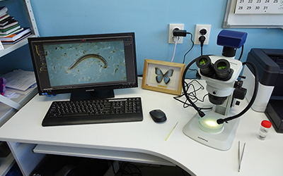 Стереомикроскоп Olympus SZ 61 c камерой ProgRes Gryphax Arktur для фотодокументирования (идентификация видовой принадлежности беспозвоночных)