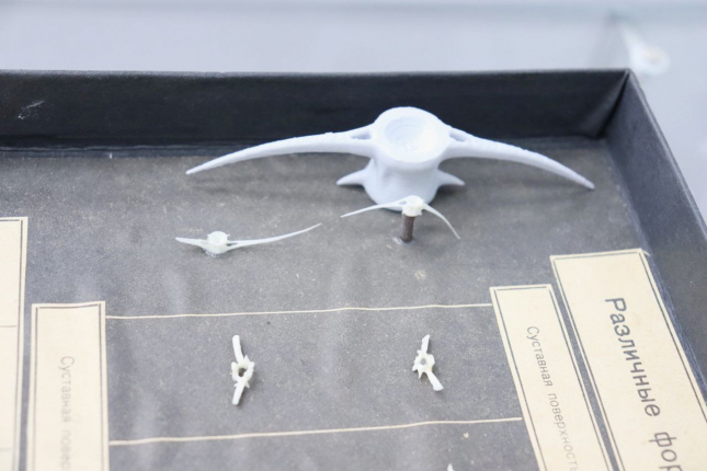 Студенты ОмГПУ создают уникальные 3D-модели позвонков животных